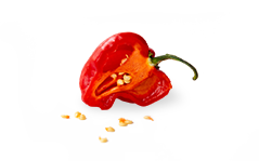 vector